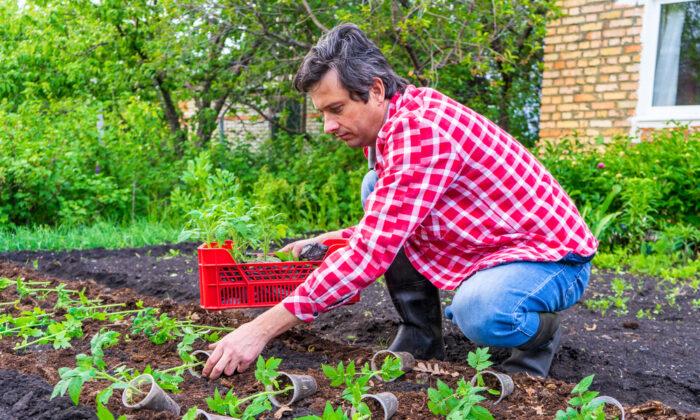 Tips for Starting Your First Organic Vegetable Garden