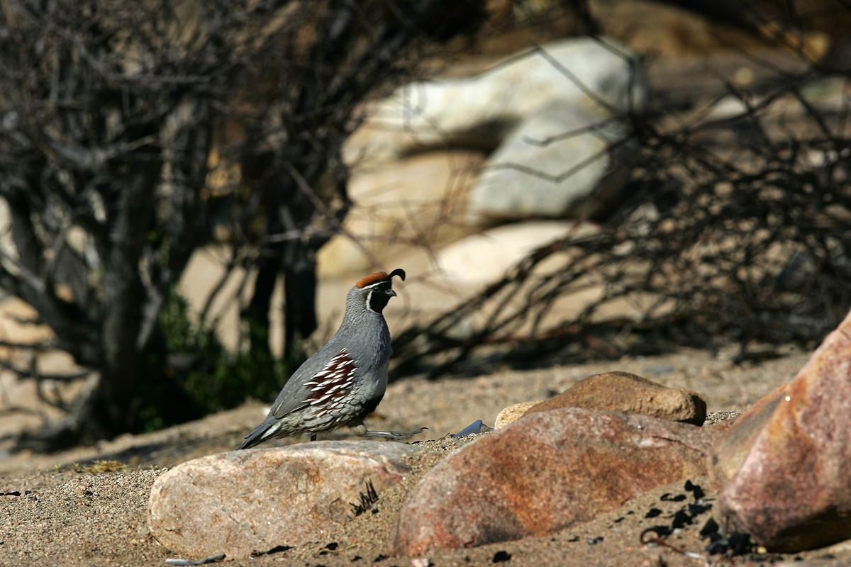 A California quail forages among burned vegetation in Pipes Canyon Wilderness Preserve near Morongo Valley, Calif., on April 12, 2007. The 37-square-mile nature preserve is threatened by a proposed plan to build power lines and transmission towers, ironically to deliver "green" energy to Los Angeles from geothermal, solar, and nuclear sources in southeastern California near the Salton Sea, and Arizona. (David McNew/Getty Images)