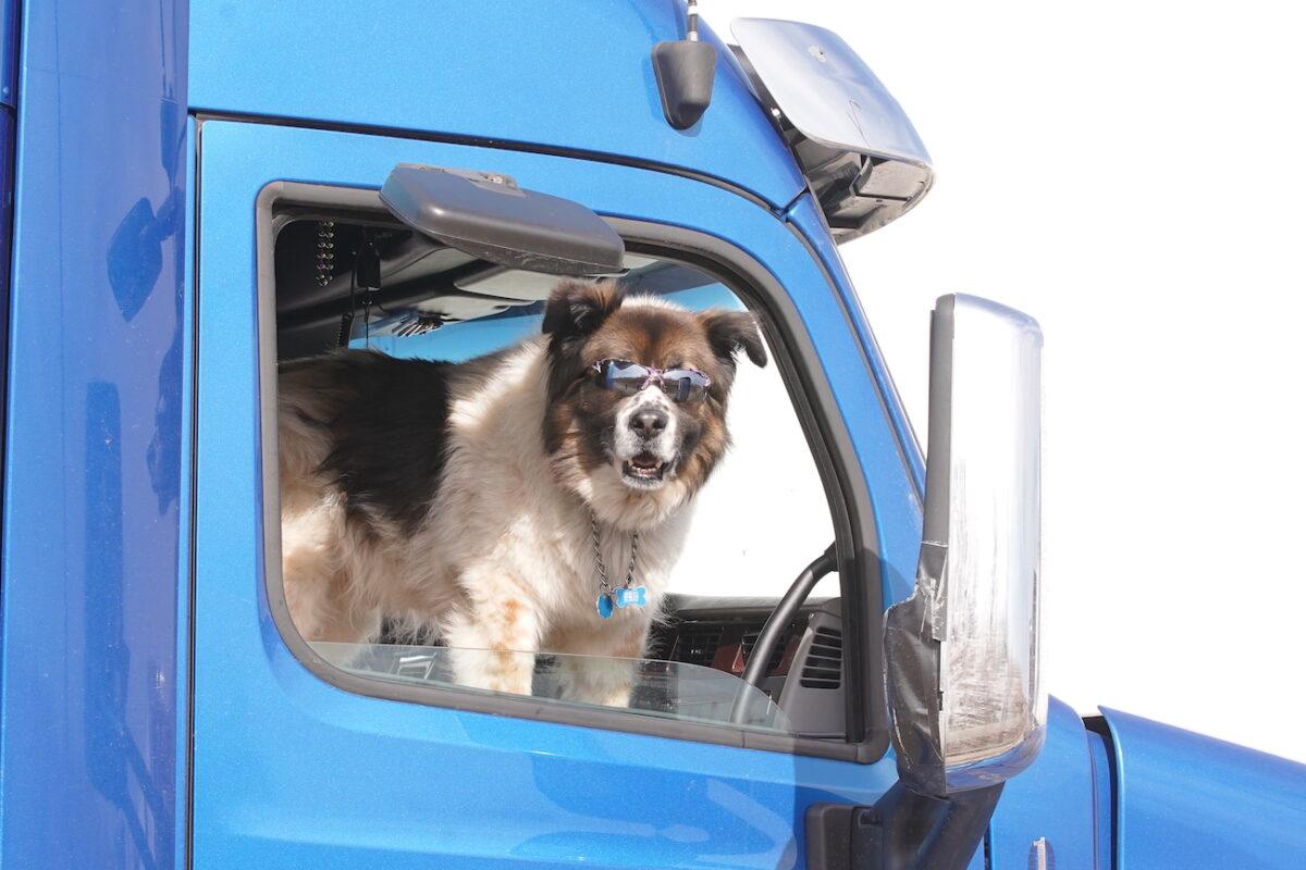 A dog looks out the window from a truck that joined the People's Convoy on the trip toward Washington, on Feb. 28, 2022. (Enrico Trigoso/The Epoch Times)