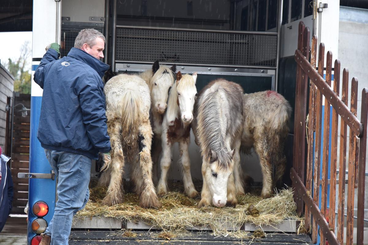 Whispering Willows colts arrival. (Courtesy of <a href="https://www.mareandfoal.org/">The Mare and Foal Sanctuary</a>)