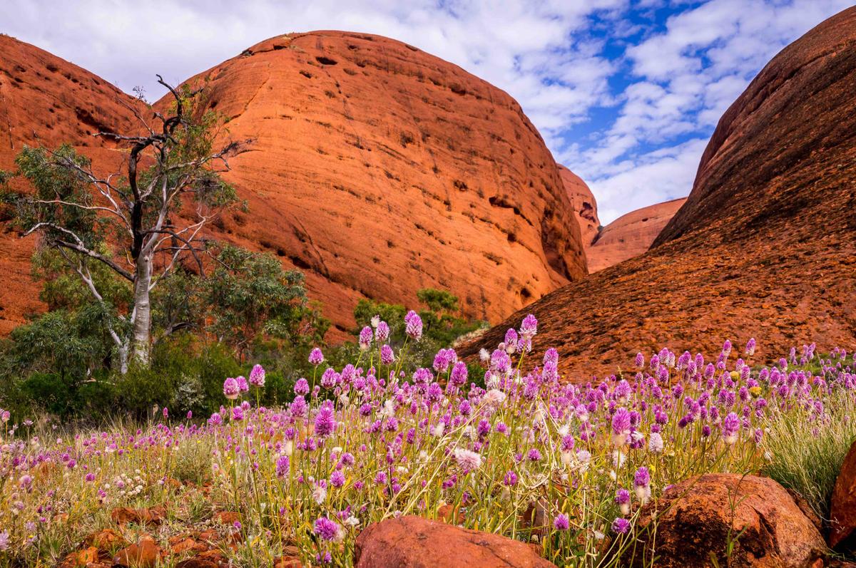 Uluru Kata Tjuta National Park, Australia on September 12, 2016: The Australian Outback comes to live when colorful wildflowers cover the dry ground at Valley of the Winds. (Julian Peters Photography/Shutterstock)