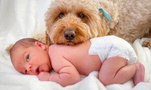 Family Dog Insists on Being Part of Newborn Baby’s First Photoshoot—And the Pictures Are Adorable