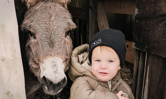 3-Year-Old Canadian Farm Boy Forms Friendship With Donkey—And Their Sweet Bond Is Too Cute