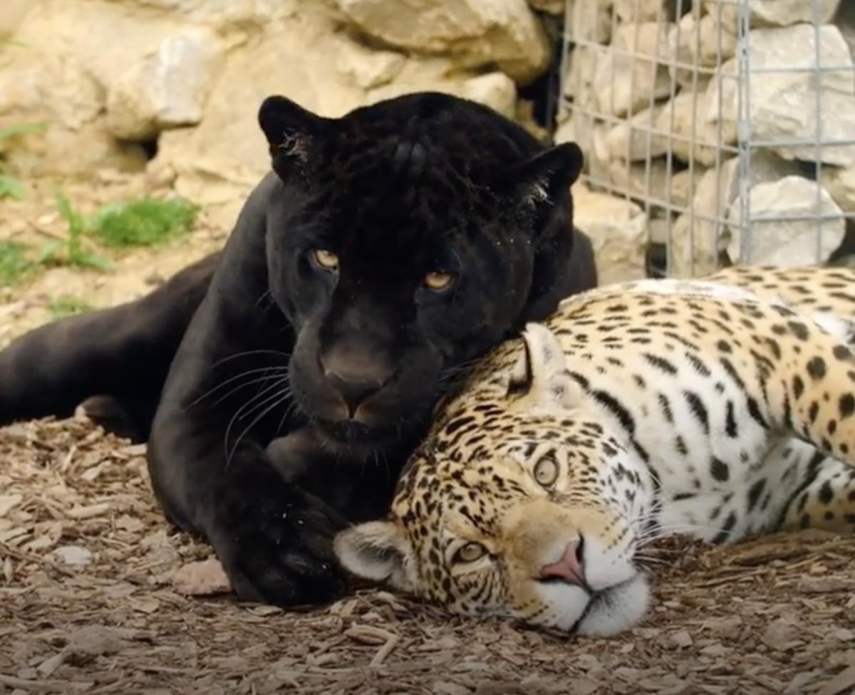 Neron and Keira. (Courtesy of <a href="https://thebigcatsanctuary.org/">The Big Cat Sanctuary</a>)