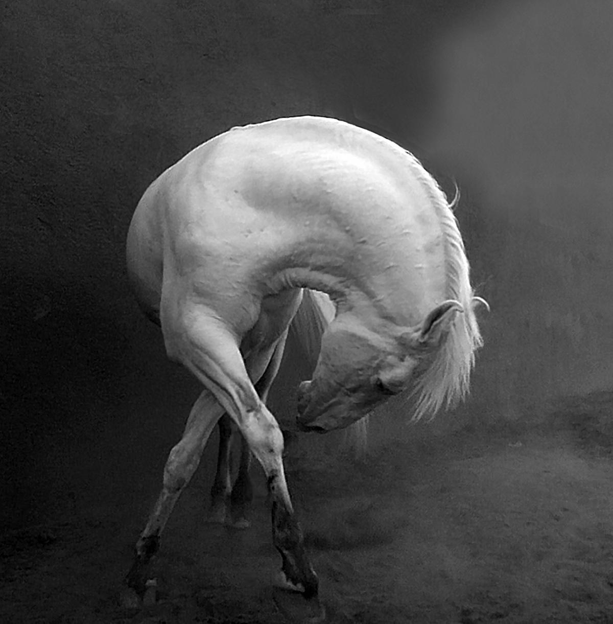 "White Stallion" by Haider Khan, India; "The Marwari or Malani is a rare breed of horse from the Marwar region of Rajasthan in northwest India, with an unusual, inward-curving ear shape." (© Haider Khan, India, Winner, National Awards, Natural World & Wildlife, 2022 Sony World Photography Awards)