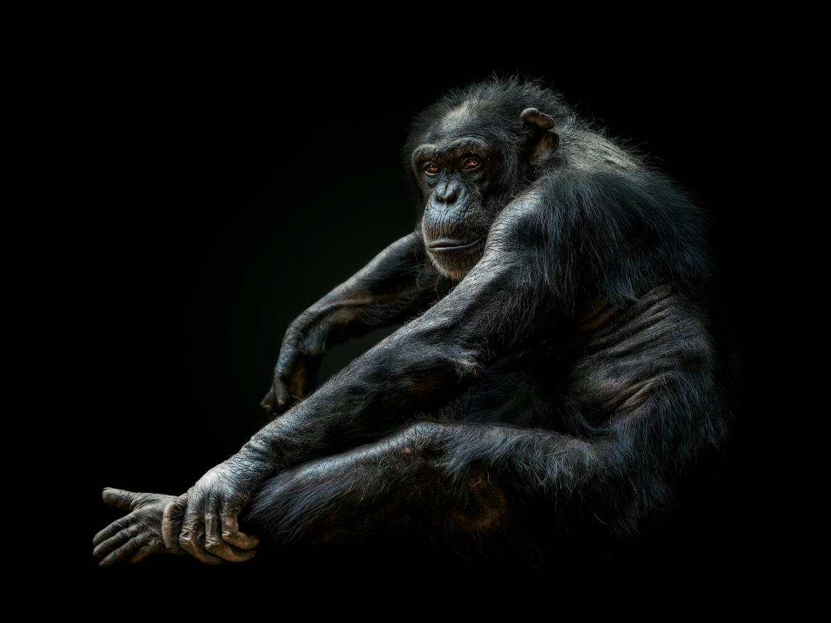 "Chimpanzee" by Pedro Jarque Krebs, Peru; "A chimpanzee portrait." (© Pedro Jarque Krebs, Peru, 3rd Place, National Awards, Natural World & Wildlife, 2022 Sony World Photography Awards)