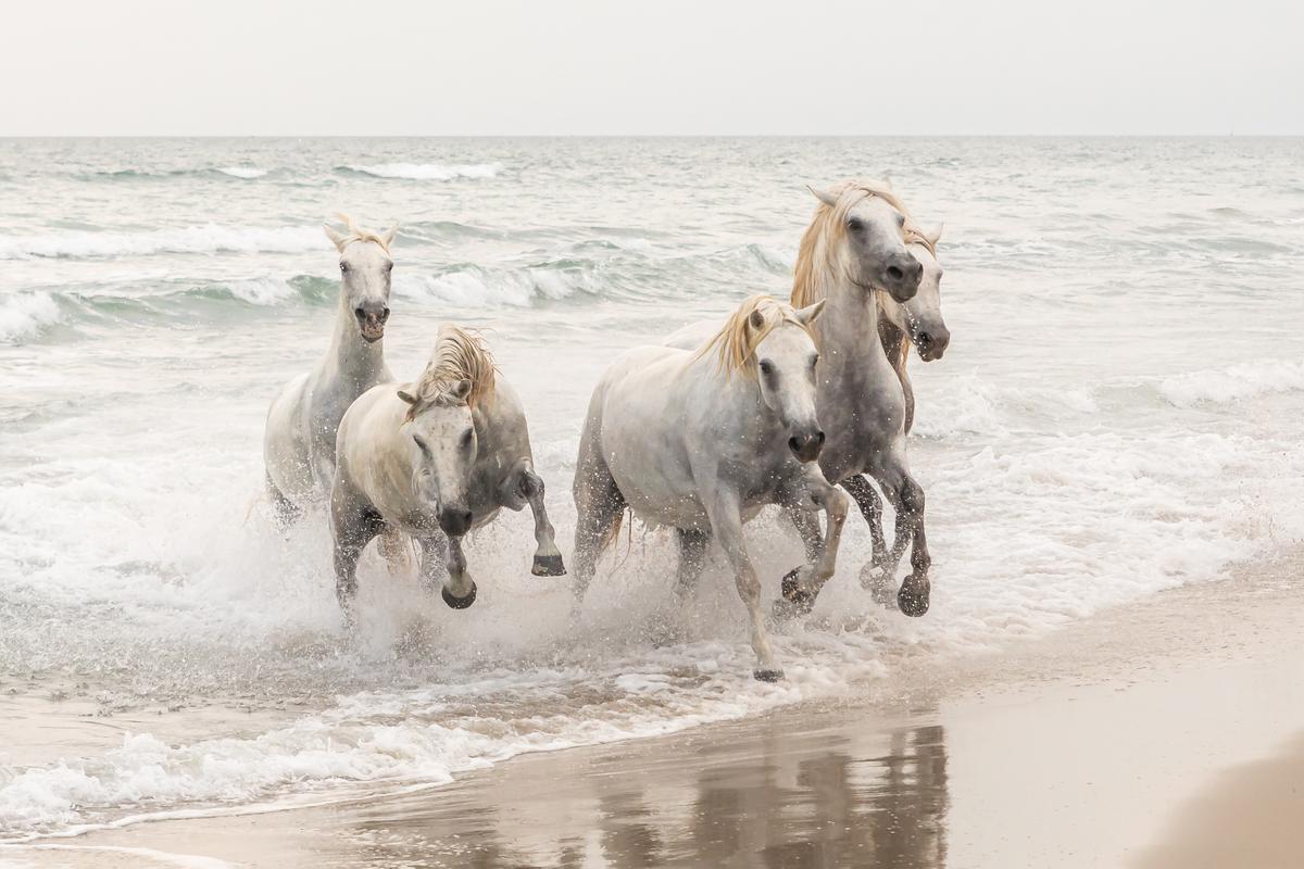 "Wild Horses" by Matjaž Šimic, Slovenia; “When we visited France this summer, we saw the famous white Camargue horses. Their elegance and energy fascinated me so much that I was left speechless.” (© Matjaž Šimic, Slovenia, Winner, National Awards, Natural World & Wildlife, 2022 Sony World Photography Awards)