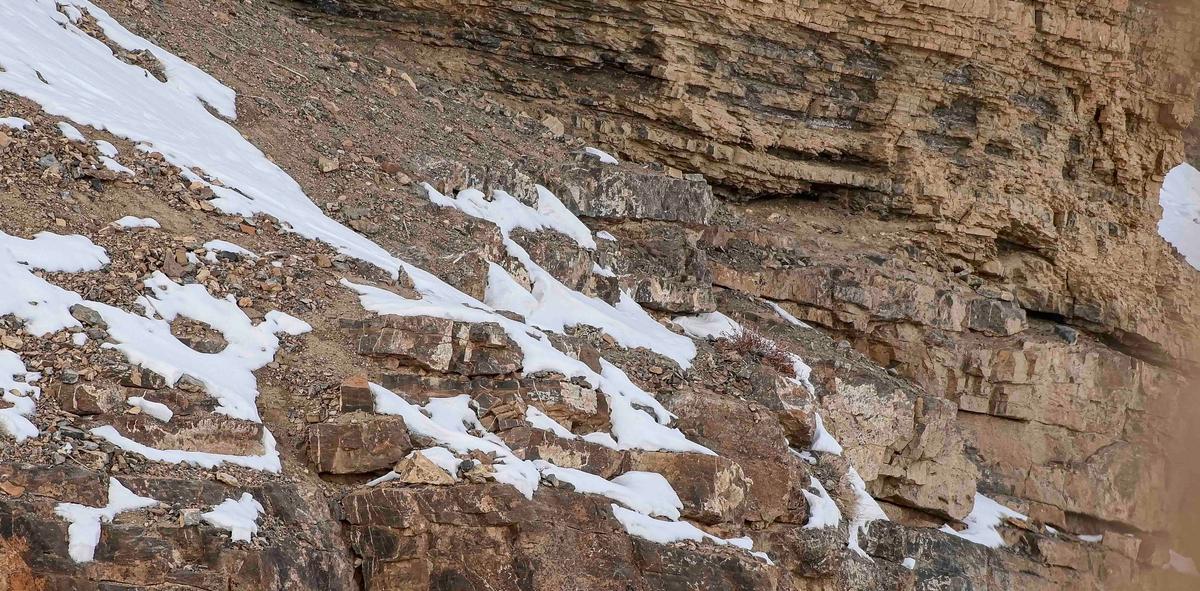 Snow leopard hiding amongst the mountain scenery. (Courtesy of Caters News)