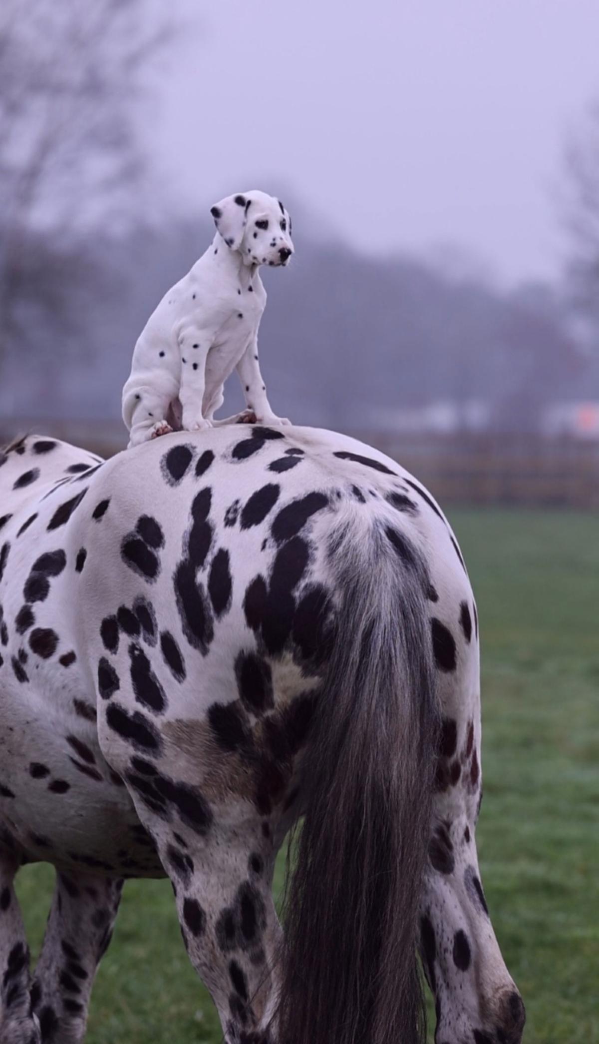 Jack Sparrow the Dalmatian on the back of Nevada. (Courtesy of Caters News)