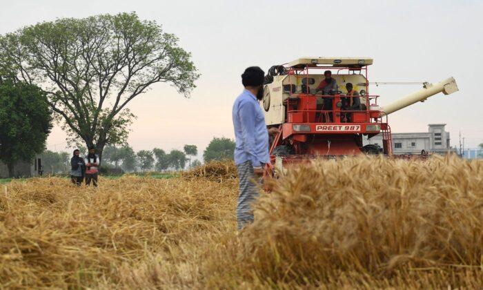 India Expects Big Increase in Wheat Exports Amid Russia–Ukraine Crisis