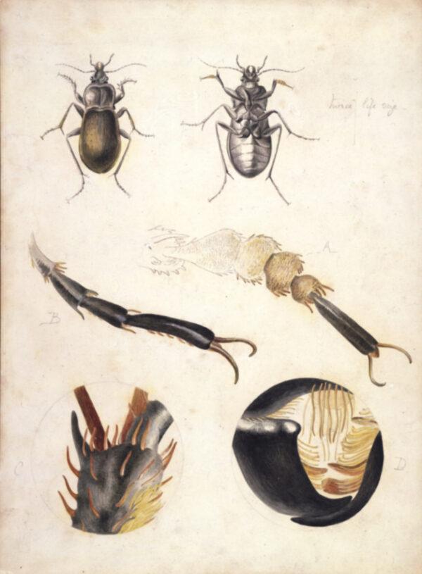 Magnified studies of a ground beetle (Carabus nemoralis), circa 1887, by Beatrix Potter. Pencil, watercolor, and pen and ink. Leslie Linder bequest, Victoria and Albert Museum, London. (Victoria and Albert Museum, London)