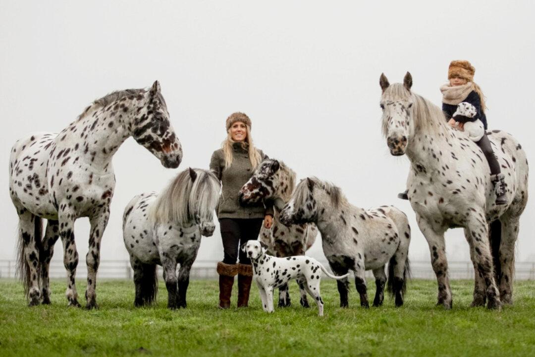 A Group of Horses, Ponies, and Dog Look Identical With Their Matching Black Spots