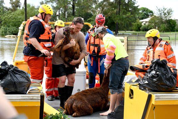 Volunteers from the State Emergency Service (SES) rescue a llama from a flooded farmhouse in western Sydney, Australia, on March 3, 2022. (Muhammad Farooq/AFP via Getty Images)