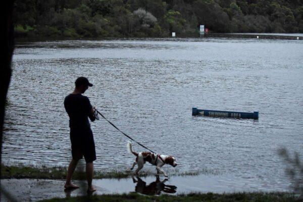 A man walks his dog through a flooded park next to the Manly Dam in Sydney, Australia, on March 8, 2022. (Muhammad Farooq/AFP via Getty Images)