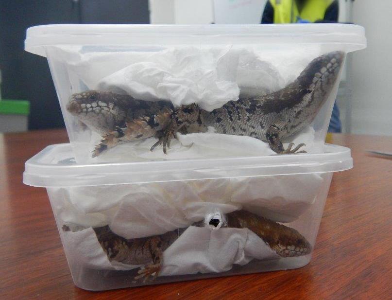 Live Animals Openly Traded on Open Web: Australian Research