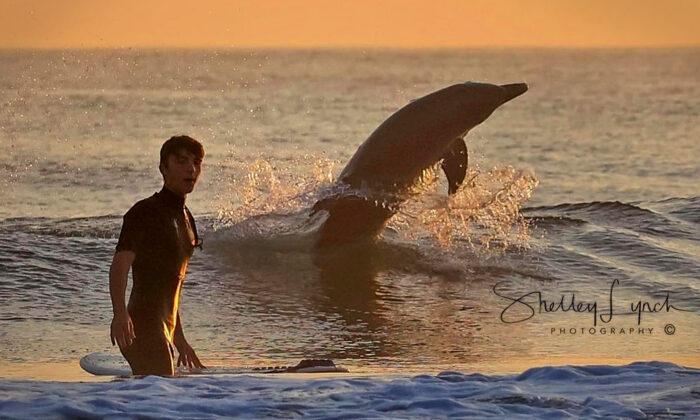 Florida Photographer Snaps Majestic Dolphins Frolicking With Surfer in the Waves, Tells Inspired Backstory