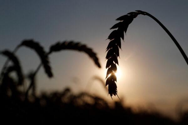 Ears of wheat are seen in a field near the village of Hrebeni in Kyiv region, Ukraine, on July 17, 2020. (Valentyn Ogirenko/Reuters)