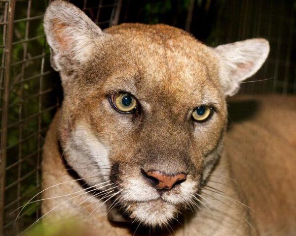 A mountain lion, in a file photo. (Courtesy of the National Park Service)
