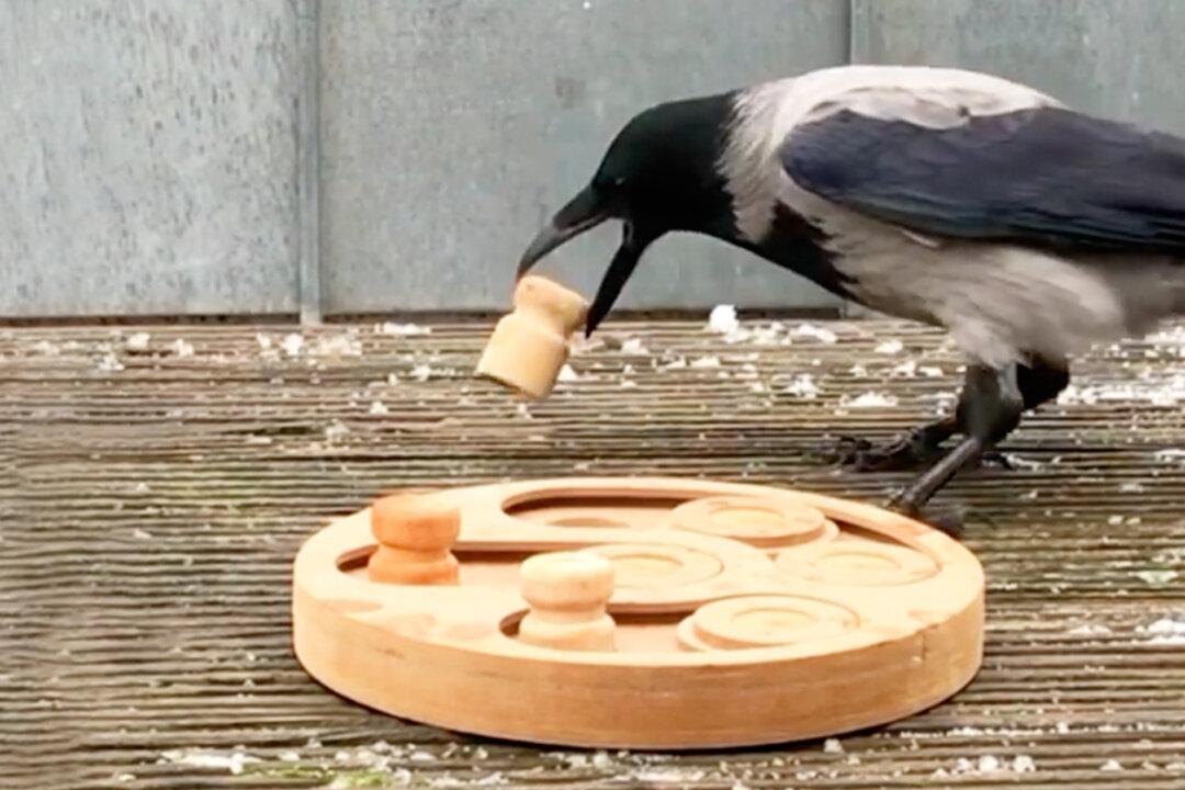 Wild Crow Befriends a Teacher, Visits Her House Every Day for Games and Treats