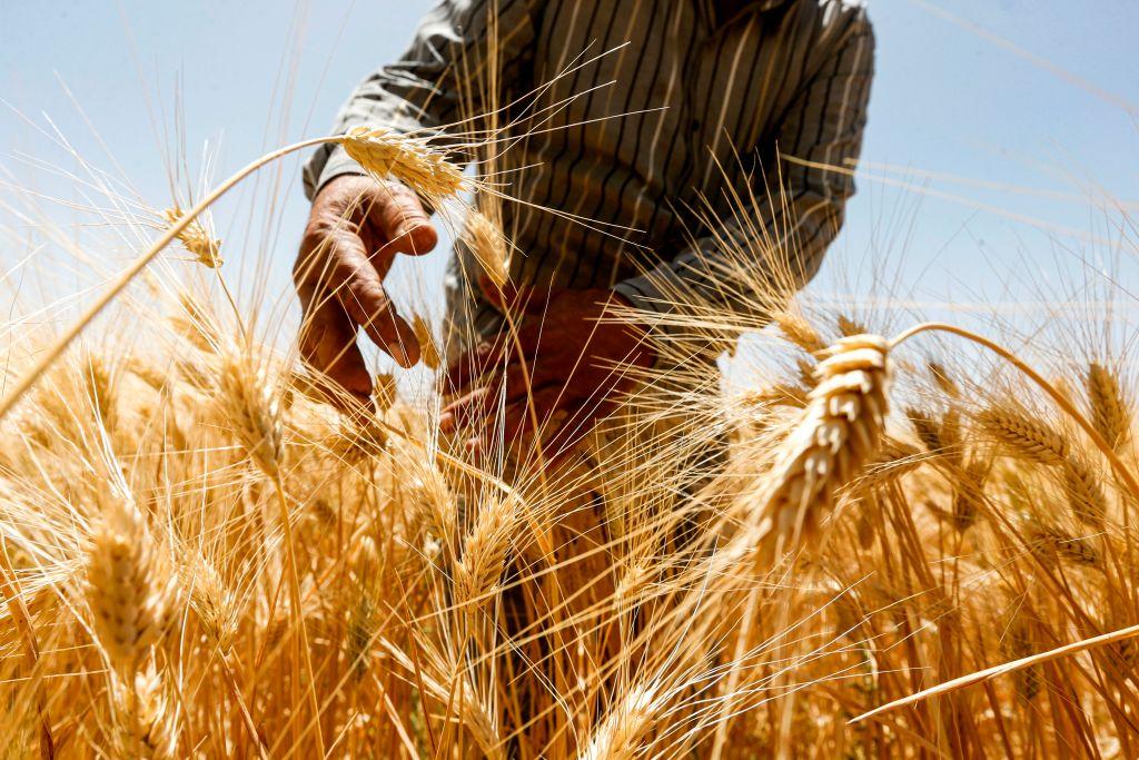 Australian Researchers Find Wheat Gene More Resilient to Hot, Dry Climate