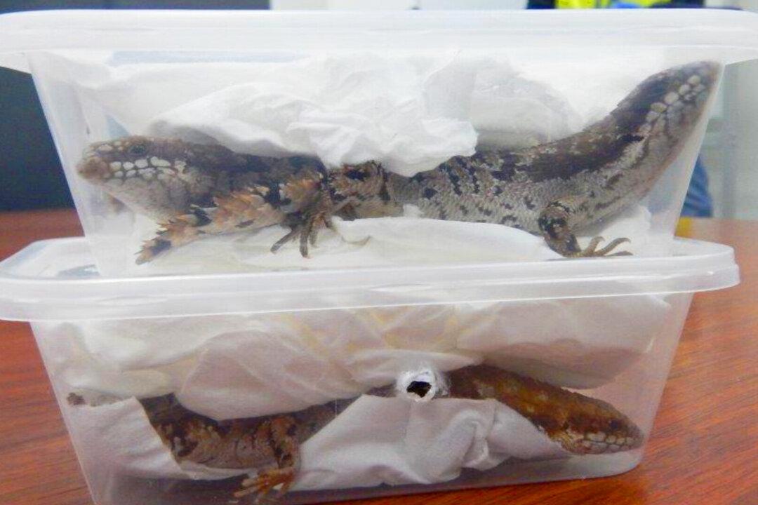 Two Men Attempt to Mail Live Lizards From Australia to US