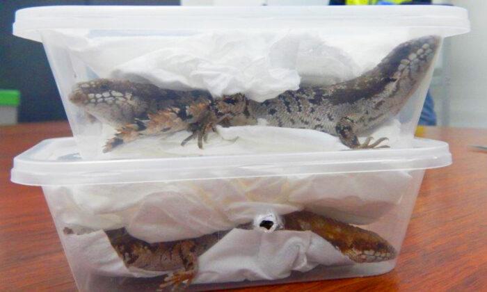 Two Men Attempt to Mail Live Lizards From Australia to US