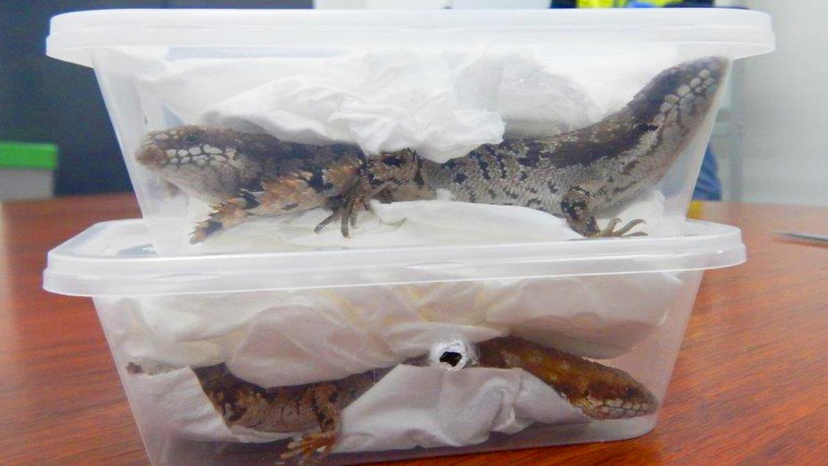 Two Men Attempt to Mail Live Lizards From Australia to US