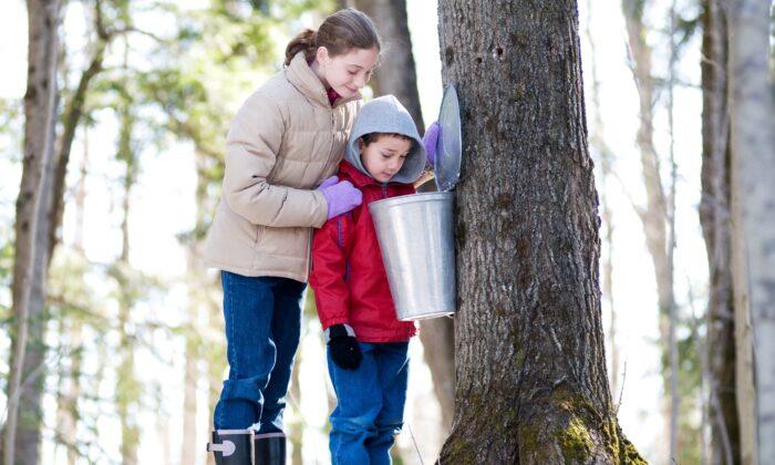 It’s Maple Syrup Season! How to Tap and Boil Your Own