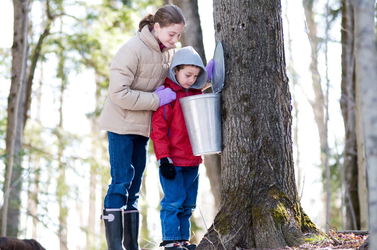 It's Maple Syrup Season! How to Tap and Boil Your Own