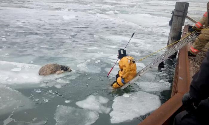 Runaway Dog Gets Stranded on Ice Floe in Detroit River, but Wyandotte Fire Department Saves the Day