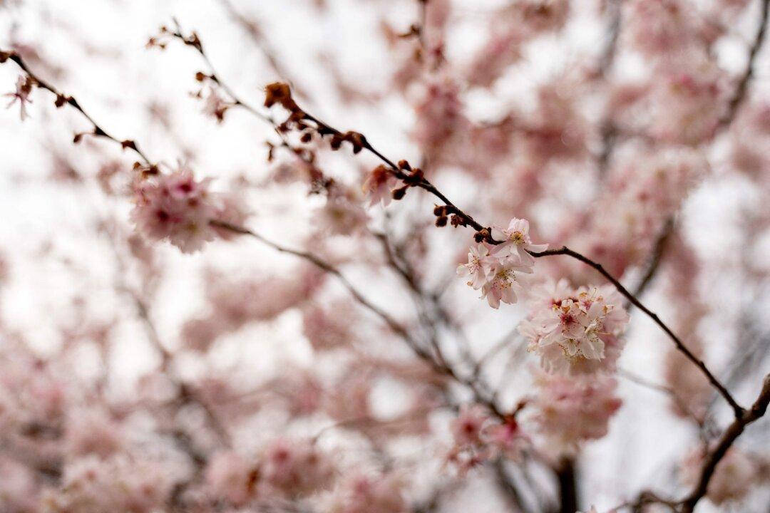 Torrance’s Cherry Blossom Festival Returns in 2022 This Weekend