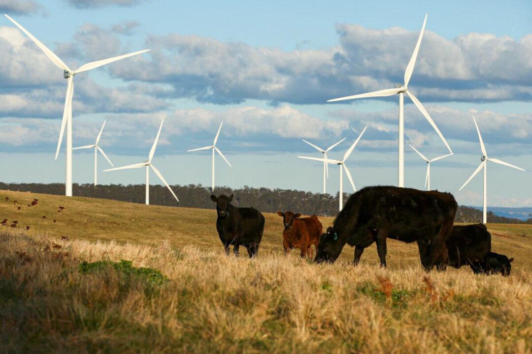 Australian Regulator Comes Clean With Carbon Credit Data Release