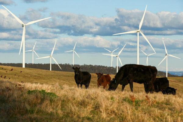 Cattle are seen in front of wind turbines at the Taralga Wind Farm in Taralga, Australia, on Aug. 31, 2015. (ark Kolbe/Getty Images)