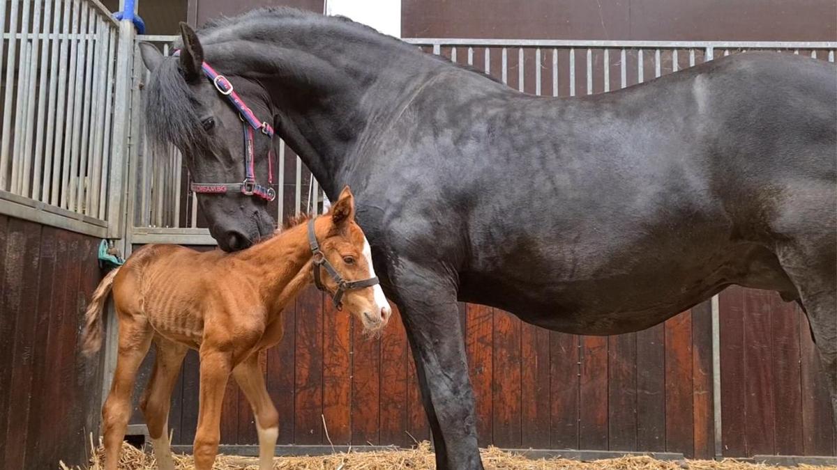 It was "love at first sight" when Uniek met Rising Star. (Courtesy of <a href="https://www.youtube.com/c/FriesianHorses">Friesian Horses</a>)