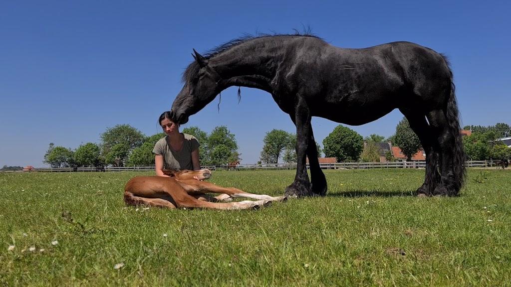 Yvonne with Rising Star and Uniek. (Courtesy of <a href="https://www.youtube.com/c/FriesianHorses">Friesian Horses</a>)