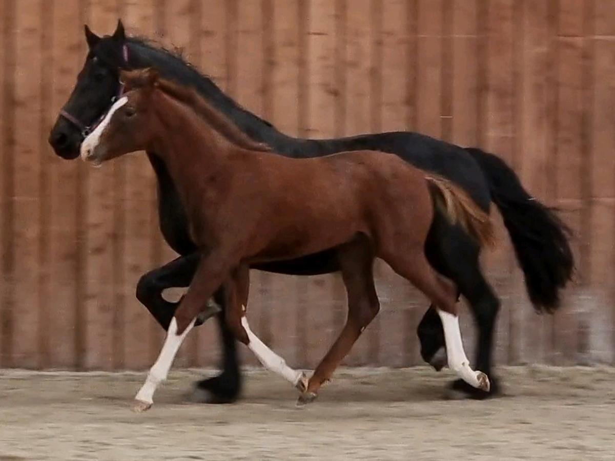 Mother and foal partaking in some physical activity together. (Courtesy of <a href="https://www.youtube.com/c/FriesianHorses">Friesian Horses</a>)