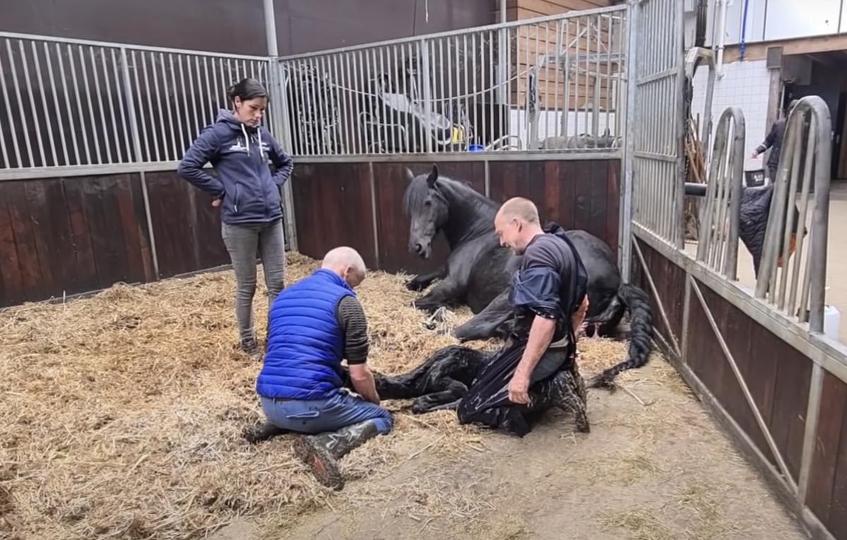 Uniek's carers tend to her stillborn foal, Star. (Courtesy of <a href="https://www.youtube.com/c/FriesianHorses">Friesian Horses</a>)