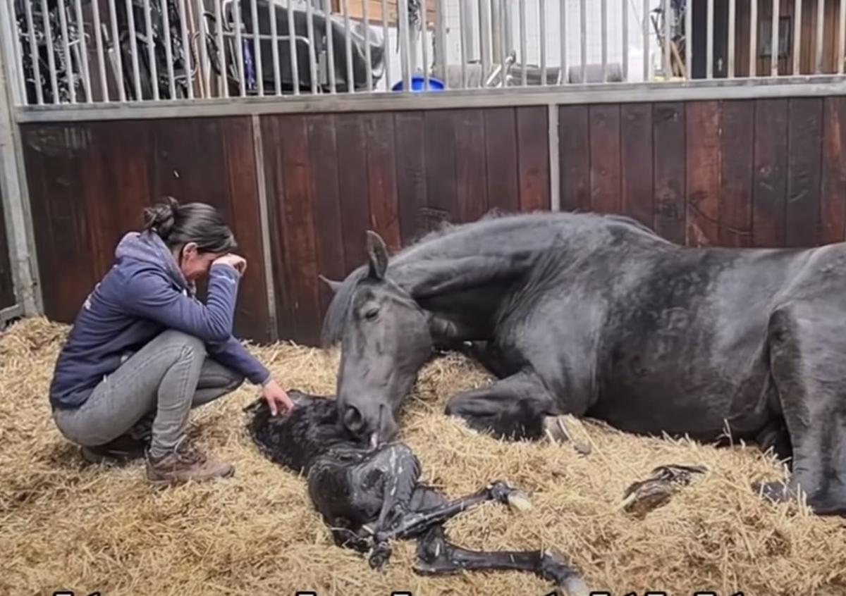 The grief-stricken mare tends to her stillborn foal. (Courtesy of <a href="https://www.youtube.com/c/FriesianHorses">Friesian Horses</a>)