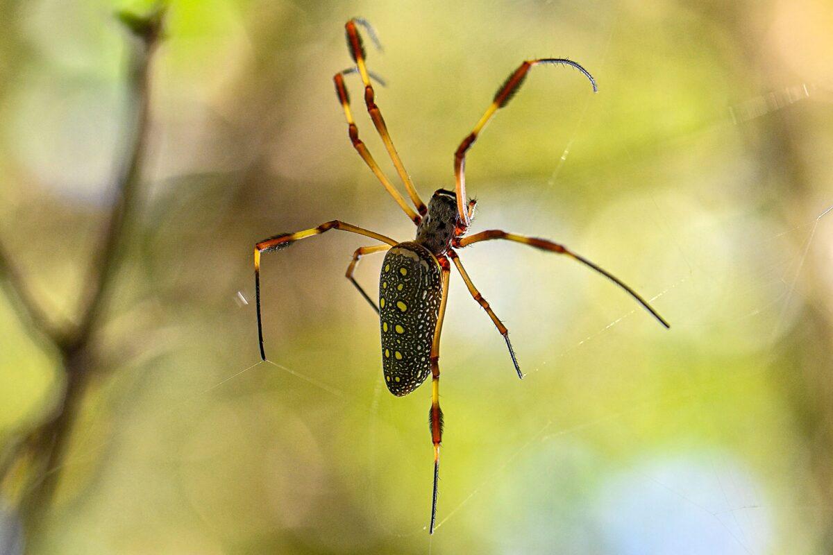 A "golden silk spider" (Nephila-clavipes) is seen at Juan Diaz mangrove in Panama City, Fla., on March 9, 2022. (Luis Acosta/AFP via Getty Images)
