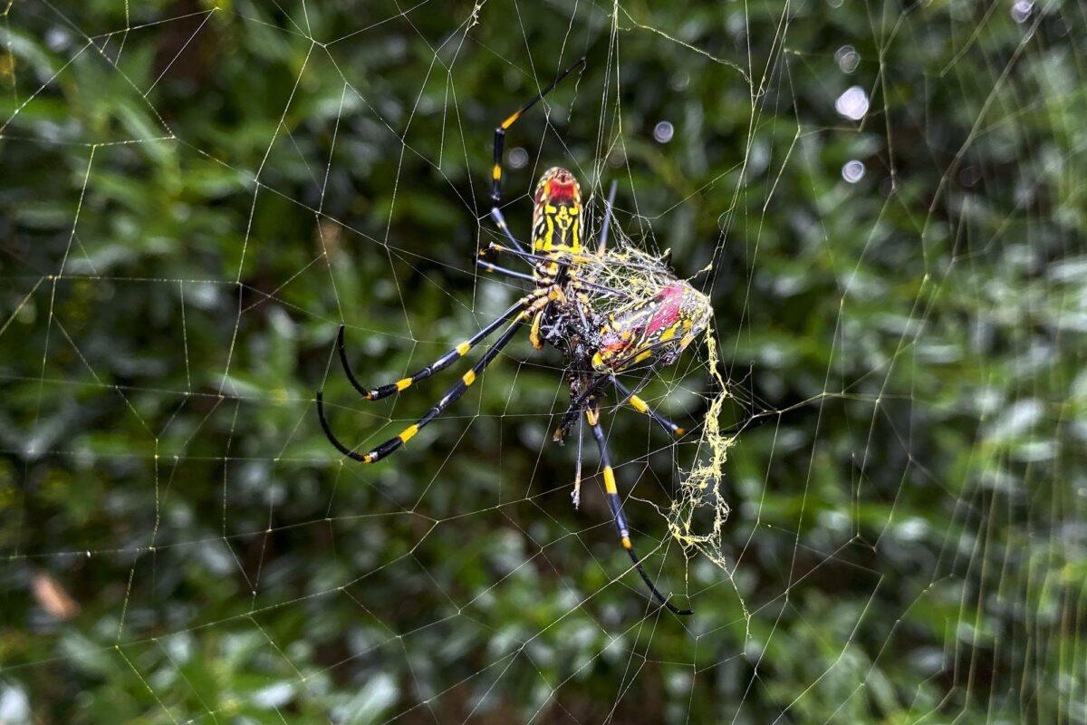 The Joro spider, a large spider native to East Asia, is seen in Johns Creek, Ga., on Oct. 24, 2021. (Alex Sanz/AP Photo)