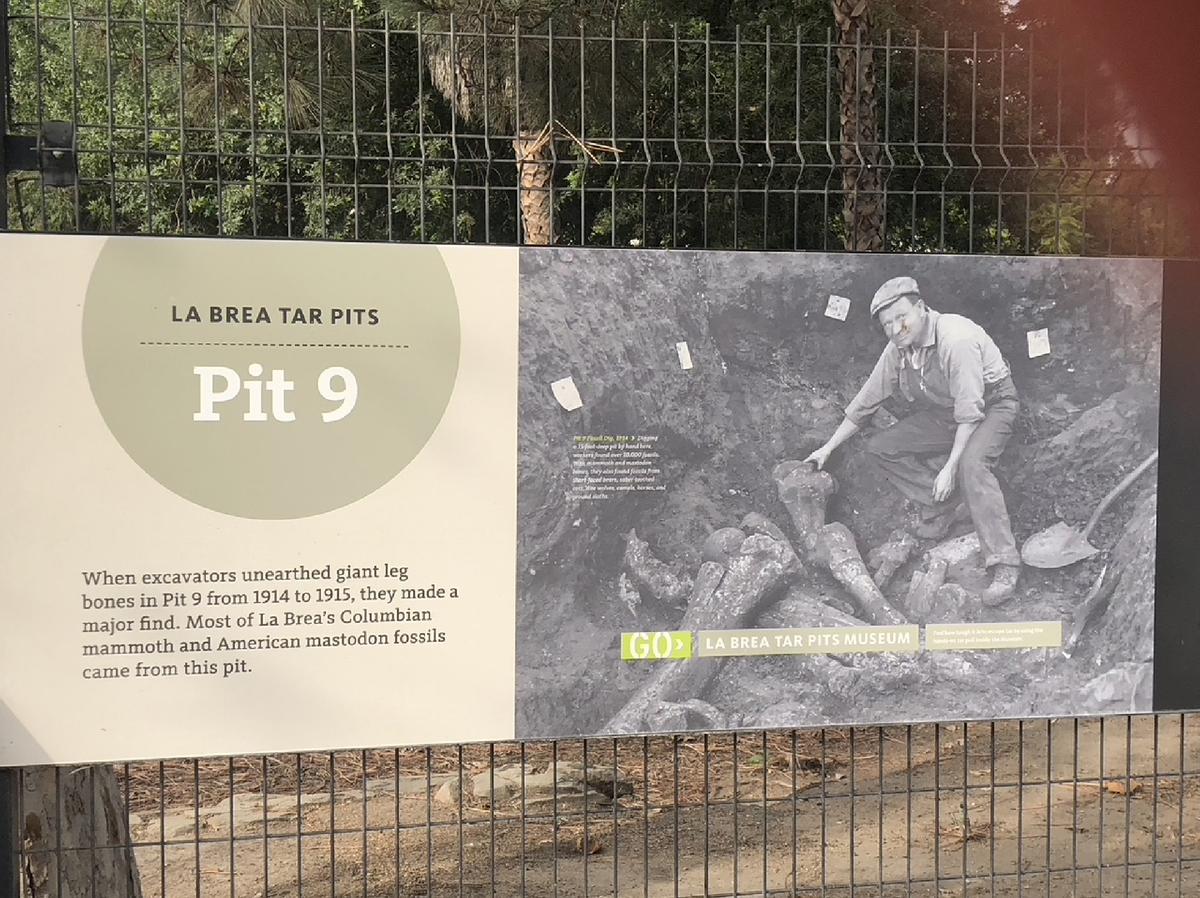 Visitors to the La Brea Tar Pits in Los Angeles, California, can watch and sometimes help as archaeologists dig for fossils.( Photo courtesy of Bill Neely)