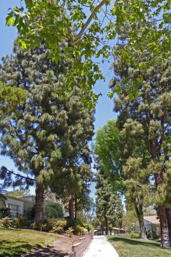 The Canary Island pine trees in Laguna Woods Village, a retirement community in Laguna Woods, Calif., on April 27, 2018. (Courtesy of Laguna Woods Village)