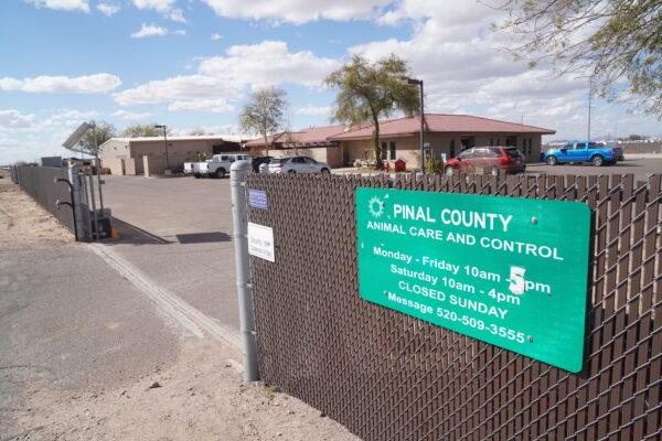 The Pinal County Animal Care and Control shelter in Casa Grande, Ariz., was "triple overcrowded" with 152 dogs and 30 cats on March 6, 2022. Officials attribute the overcrowding in part to the lifting of the federal eviction moratorium on July 31, 2021. (Allan Stein/The Epoch Times)