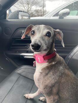 Justice for Lily: In the Cincinnati area's Clermont County, a 47-year-old man has been indicted on animal cruelty charges involving this 9-year-old Italian Greyhound. The crime of which he is accused put a law with tougher penalties back into the spotlight. (Photo courtesy of Lily's owner)