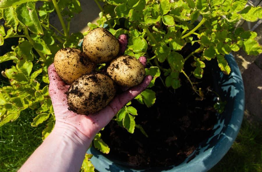 How to Grow Potatoes in Containers