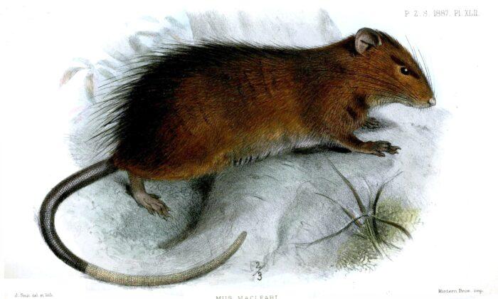 Scientist Exploring De-Extinction Issues With Aussie Rat Species
