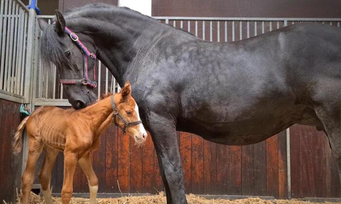 VIDEO: Pregnant Mare, Heartbroken After Stillborn Birth, Paired With Orphan Foal—And Her Reaction Is Priceless