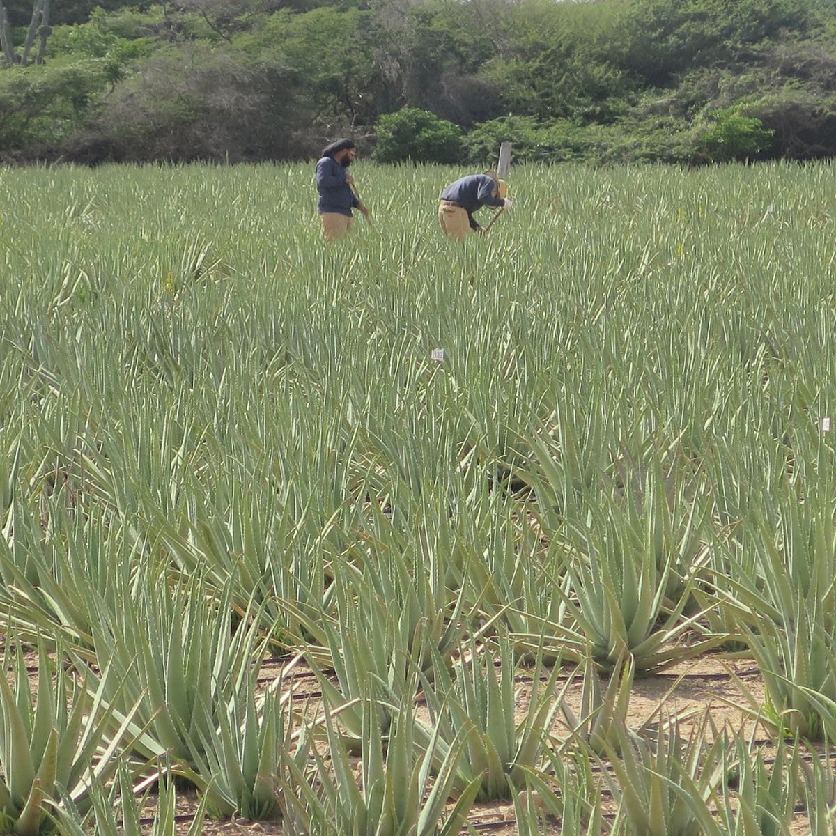Workers at the Aloe Museum and Factory in Aruba use machetes to harvest aloe. (Photo courtesy of Victor Block)