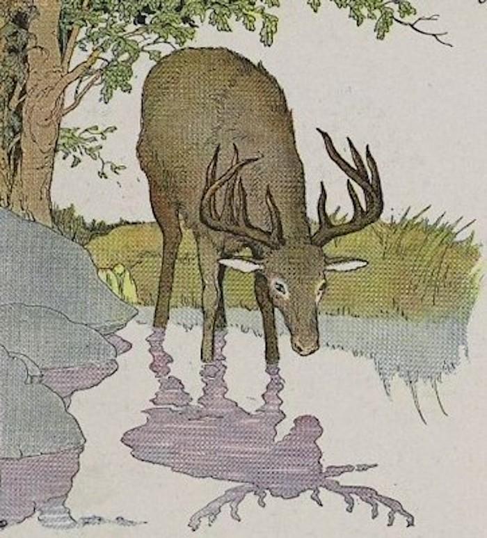 “The Stag and His Reflection” illustrated by Milo Winter, from “The Aesop for Children,” 1919. (PD-US)