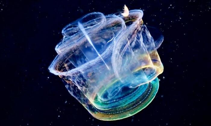 Marine Biologists Capture Footage of Transparent Sea Creature That Can Turn Into Glowing Kaleidoscope of Color